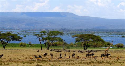 6 Days Nairobi Amboseli National Park Lake Naivasha Masai Mara