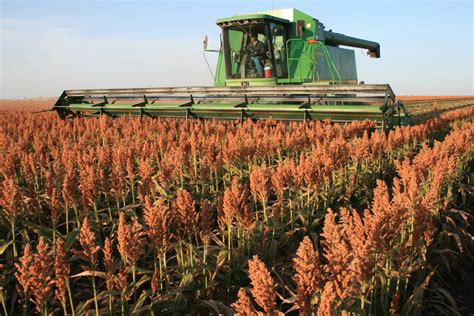 Harvesting Quality Grain Sorghum Sorghum Checkoff
