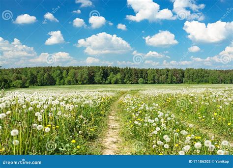 Summer Rural Landscape With A Blossoming Meadow Stock Photo Image Of