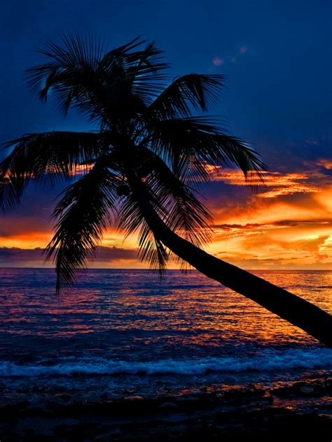 Free Download Tropical Sunset Wallpaper And Background Image 1600x1200