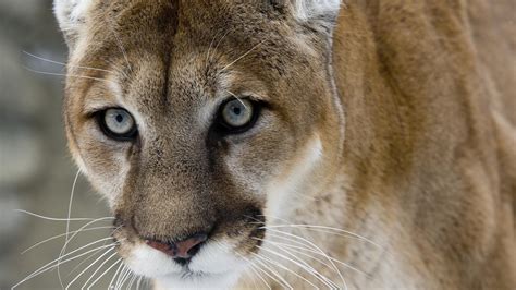 extinct puma cougar may never have existed in south carolina ph