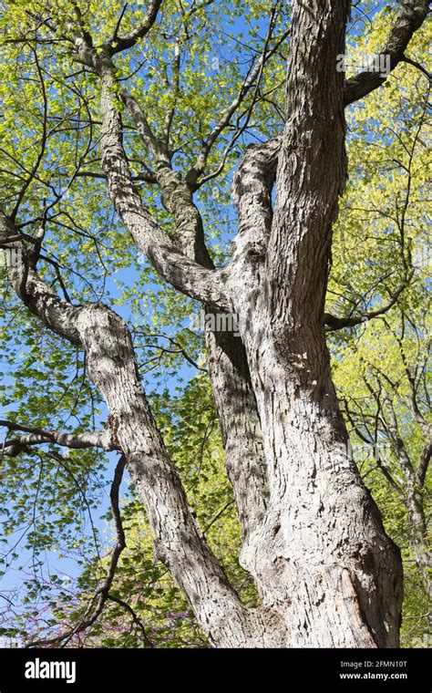 Acer Saccharum Sugar Maple Tree Stock Photo Alamy