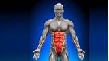 As mentioned earlier there are many organs situated in the abdomen. Map of the Abdominals | FusionPilatesEDU.com