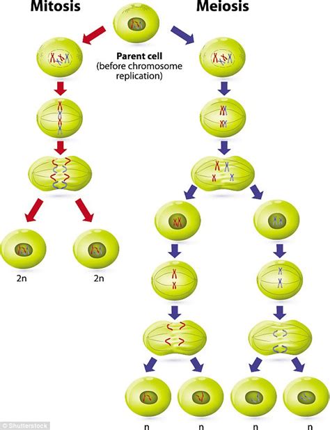 Ciclo Celularpptx Meiosis Mitosis Images And Photos Finder Porn Sex