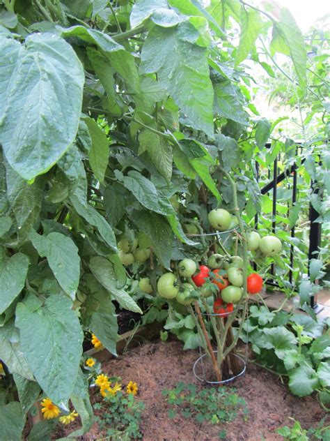 The Rusted Vegetable Garden