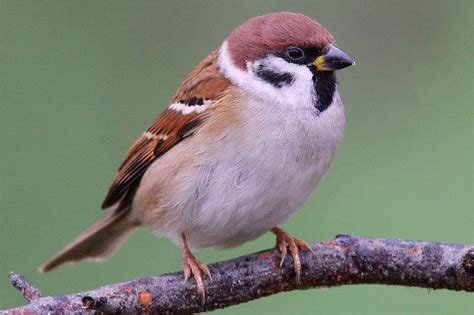 Folglich, wie viele finkenarten gibt es? Die besten 25+ Spatz vogel Ideen auf Pinterest | Spatz ...
