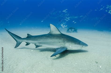Bull Shark Carcharhinus Leucas Reefs Of The Sea Of Cortez Pacific