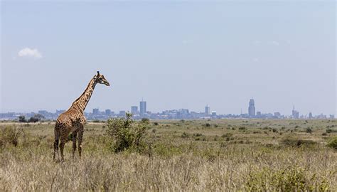 A Short Trip To Nairobi National Park In Kenya Goway