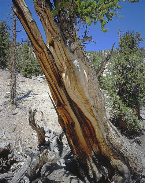 1n6956 Methuselah Tree Photograph By Ed Cooper Photography Pixels