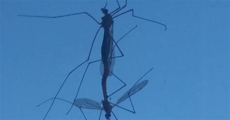 These Mosquitoes Having Sex On My Window Imgur