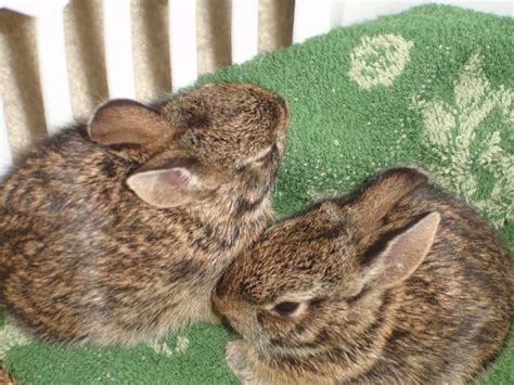 Brown Wild Baby Bunnies And How To Handle Them Hubpages