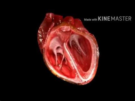 How the Digestive , Respiratory and Circulatory system of Human Beings