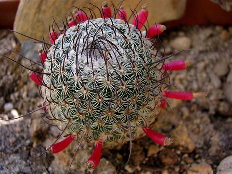 Los beneficios del cactus opuntia describen a una extraordinaria planta que tuvo grandes hallazgos desde el sur de los estados unidos abarcando mucho territorio la particularidad que se nota en su fruto radica en que es de aspecto globoso u ovoide, su medida es 3 y 5cm de largo, también rojizo. Entre ollas, cazuelas y estufones: Dos frutos del ...