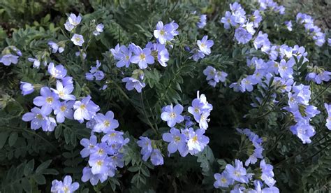 Beautiful Jacobs Ladder Colorados Wildflowers