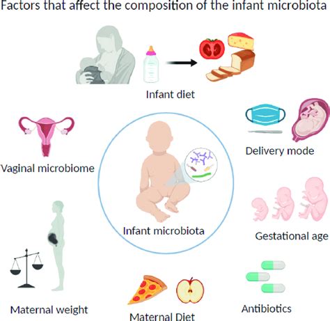 Factors That Affect The Composition Of The Infant Microbiota Download Scientific Diagram