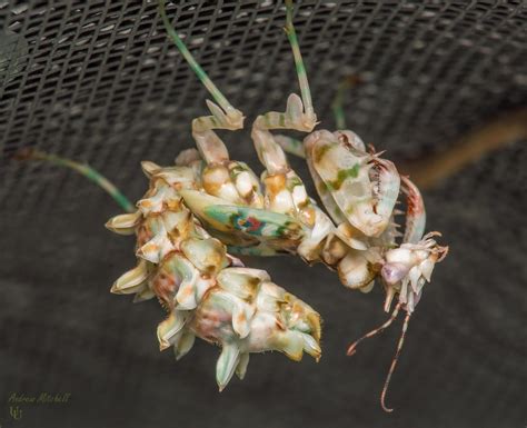 Pseudocreobotra Wahlbergii Spiny Flower Mantis Sub Adul Flickr