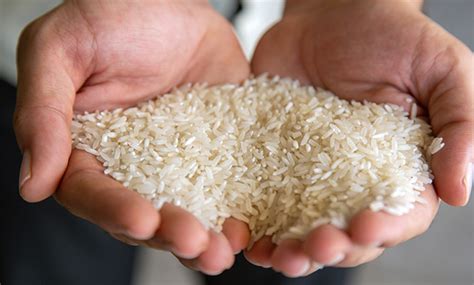 Rice Conwill Pakistan