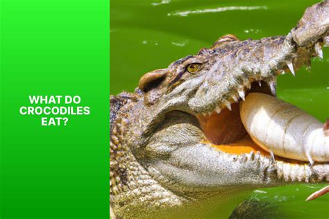 Understanding Crocodile Diet What Do Crocodiles Eat For Survival