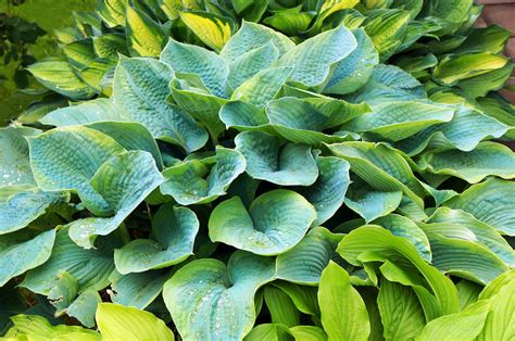 Hosta Plants A Guide To Growing And Caring For Hostas 2022 Masterclass
