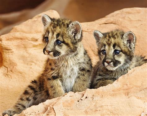 Twin Cougar Kittens Photograph By Melody Watson