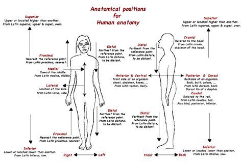 Anatomical Positions For Human Anatomy