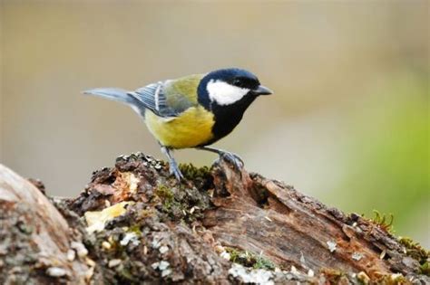Vögel mit gelbem Bauch Brust heimische Arten
