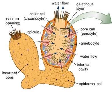 Sponges, the members of the phylum porifera (/ p ə ˈ r ɪ f ər ə /; 17 Best images about Phylum Porifera(Metazoa) on Pinterest | Activities, Shape and Singapore