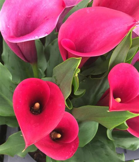 When cooked the petals have a chunky texture, yet are sweet and a little bitter. Calla Lily 'Coastal Breeze' Calla Lily from Plantworks Nursery