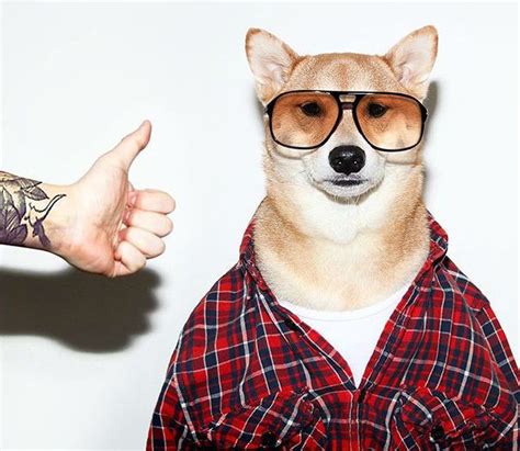 Menswear Dog Instagram Top Model The Rebel Dandy
