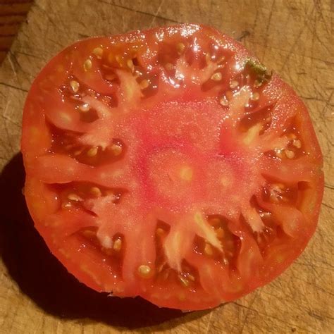 Tomato Polish Giant Siskiyou Seeds