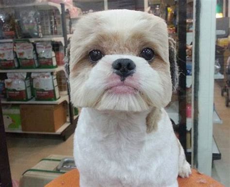 Will You Be Doing It Doggy Style Craze For Square Pooch Hair Cuts