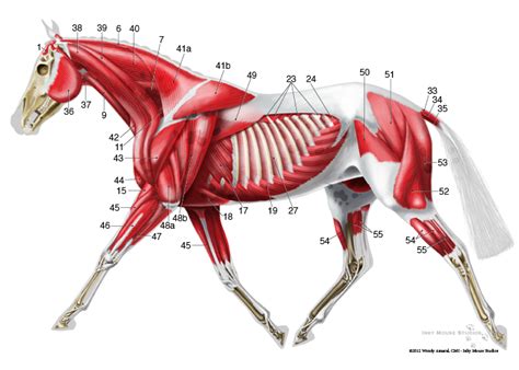 Measures 20 x 26 inches. Equine superficial musculature anatomy chart | Muscle anatomy, Horse anatomy, Horses