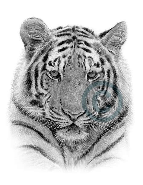Digital Download Pencil Drawing Of A Bengal Tiger Artwork Etsy Uk