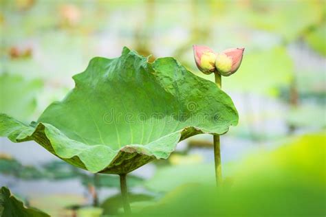 Twin Lotus Flower Bud Collecting Stock Photo Image Of Active Growth