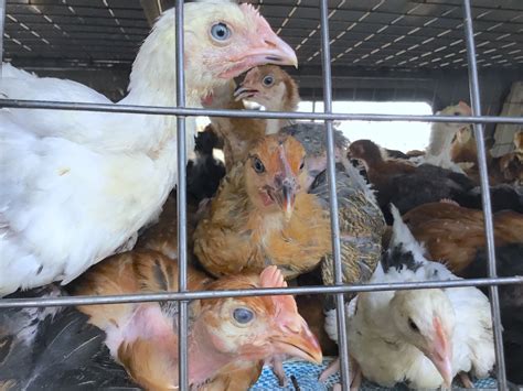 How Will Chicken Farming Assist Refugees In Northern Uganda World