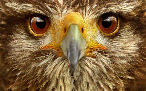 The Eagle Eye Luliafter