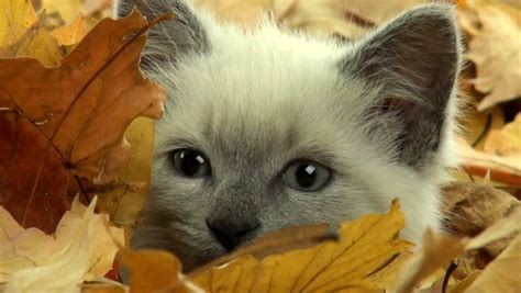 Cute Kitten Playing In Pile Of Fall Leaves Stock Footage