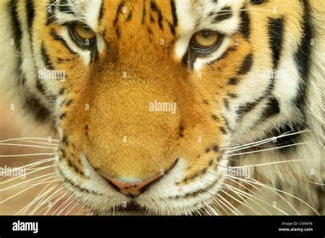Closeup Head Portrait Of Siberian Tiger Stock Photo Alamy