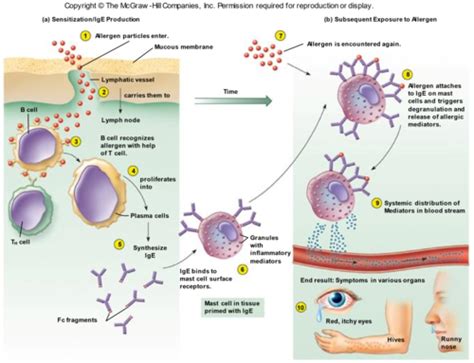 Chapter 16 Immune Disorders Hypersensitivities And Hyposensitivities