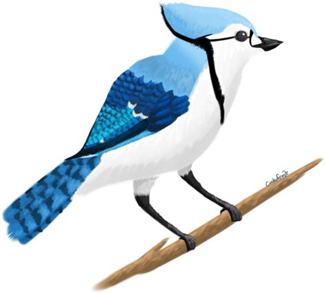 Blue Jay Transparent Png Png Play