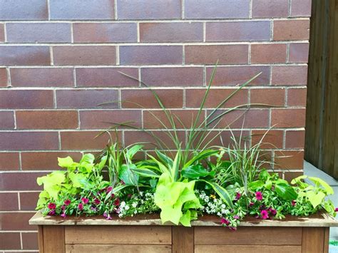 Large Trees In Pots For Privacy - tall trees in pots for screening