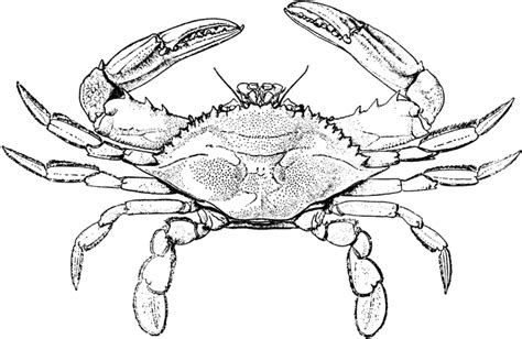 16 Crab Coloring Pages - Realistic and Cartoon Crabs - Print Color Craft