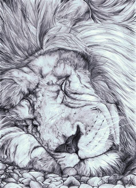 Sleeping Lion By Annakowalczewska On Deviantart