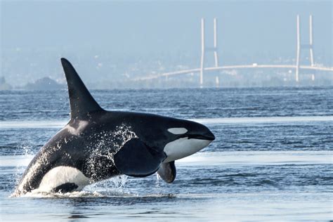 Southern Resident Orcas Endangered Killer Whales Georgia Strait