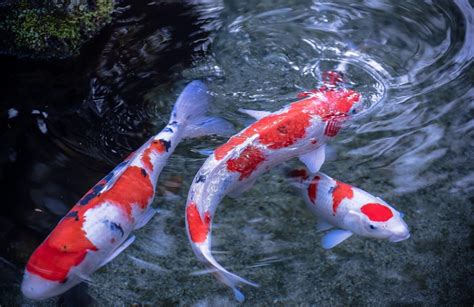 Koi Fish Fishes World Hd Images And Free Photos
