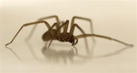 Dangerous brown recluse spiders found in Michigan family's garage ...