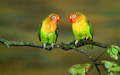 Hd Wallpaper Sun Conure Bird Parrot Colorful Beak Animal Macaw