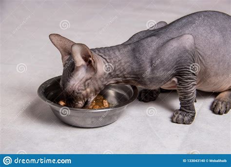 I'm feeding raw and have good results to date. Naked Gray Sphinx Cat Eats Food From An Iron Bowl On A ...