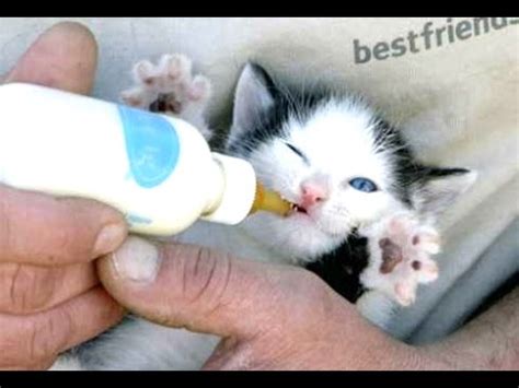 .bottle feeding cutest moments compilation of cute moments while feeding some of the kittens if you would like to support us, please subscribe to our channel and share our videos with your friends kitten lady. Cute Kittens And Puppies Bottle Feeding Compilation 2014 ...