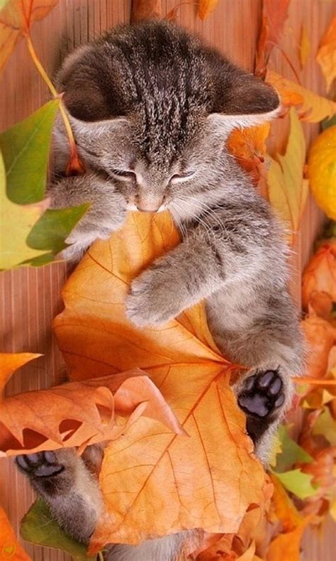 Autumn Fall Kitty And Leaves Iphone Wallpaper Background Animals And
